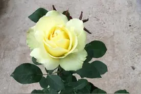 迷你玫瑰栽培技术图片