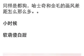 同样都是狗！哈士奇和金毛的画风差距怎么那么多...图片
