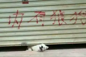 门上写：内有恶犬！走近看，吓我一大跳！好凶的狗！图片