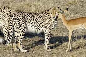 当小羚羊独自面对三只猎豹，结局充满不可思议图片