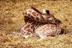 长颈鹿虽然说是睡眠最少的动物，但是这样窝着脖子睡觉不落枕吗？图片