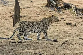 疣猪正在熟睡，而此时花豹选择用残忍方式唤醒，猝不及防！图片