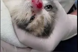 猫咪鼻子肿大原来是因为寄生虫 兽医取出后不忍直视图片