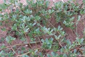 一天三顿马齿苋 ，到老不用进医院。农村有些野菜是药不可比的图片