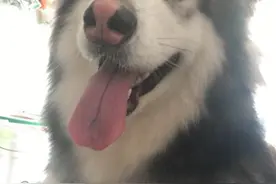 阿拉斯加小时候究竟多萌？能萌到你流鼻血不止~图片