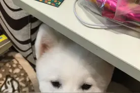 萌宠萨摩耶秒变柴犬图片