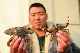 本地石夹红螃蟹涨至60元/斤 上岸被疯抢图片