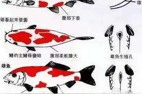 锦鲤饲养小贴士图片