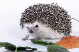 刺猬的性福，扎吗？图片