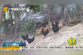 小区公共绿地变“养殖场”引居民愤怒 多部门联合整治视频封面