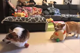 2只小狗狗抢玩具，假装很凶的样子，真逗视频封面