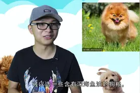 高贵的玩赏犬，博美犬的5大缺点，看完你还想养吗
