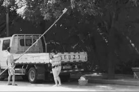 路边的芒果，你采不采？图片
