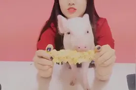 主人亲自喂宠物猪吃玉米，宠物猪津津有味的啃着，好幸福啊