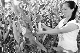 黑龙江垦区黏玉米飘香农家乐图片