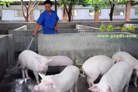 猪病夏季谨防生猪低温症图片