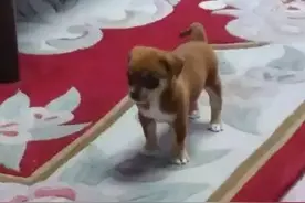 警惕！买宠物竟买到染色狗，而且还活不久...泰安小伙伴们购买时多留心啊!图片