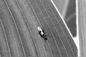 玉米双斑萤叶甲的防治图片