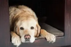 Zencrate“智能抗焦虑”狗窝让狗狗更舒服图片