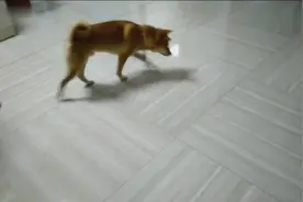 小柴犬办公室抓苍蝇，动作太敏锐了一眨眼就抓到一只！
