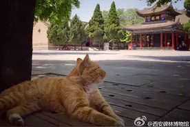 "网红喵"伤人遭驱逐?西安碑林回应:留下啦!图片