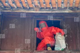 老街发现两马蜂窝 消防“连窝端”图片