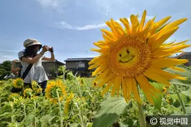植物大战僵尸！微笑向日葵给你正能量图片