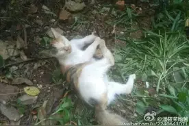 浦江小区绿化惊现野兔夹！夜猫发情瞎叫惹祸上身被夹打死图片