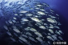 摄影师追踪巨型礁石下奇特海洋生物，带你领略别样世界图片