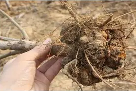 正确认识樱桃根癌病图片