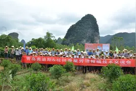 柑橘脂点黄化病和炭疽病的“救星”来了！它PK国际品牌脱颖而出图片