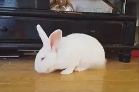 第一次见到兔子打哈欠，好软萌啊，真惹人怜爱视频封面