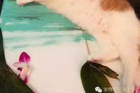 主人带这只独眼猫出海冲浪时大家很担心，没想到它的表现超精彩！图片