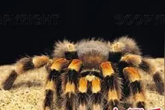 盘点自然界10大超级恐怖动物图片