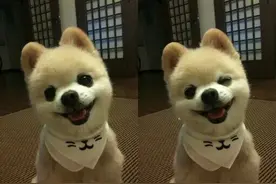 如何训练狗狗拒食，宠爱来教您图片