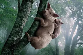 猪的特殊技能你见过几个？图片