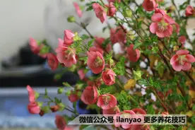 小木槿花开不断很简单图片
