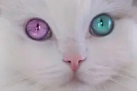 萌萌哒~ 神秘又诡异的异瞳猫图片