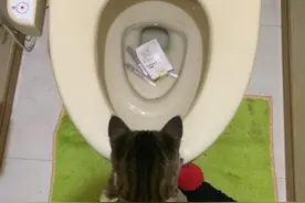 垃圾场捡到小流浪猫，辛苦养大后它却恩将仇报图片