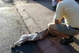 男子在街上发现一条巨蟒正在吞食只小狗，于是他的解救行动开始了图片