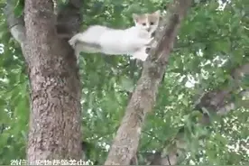 这只小猫因贪玩被困在树上下不来，然后我终于见证了母爱的最伟大图片