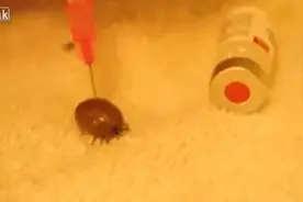 他将过氧化氢注入吸满血的蜱虫体内，结果产生的反应简直惨不忍睹图片