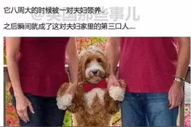 爱不分品种，一只贵宾和拉布拉多的混血犬，却幸运的被主人宠爱着图片