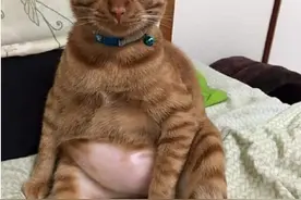 老鼠隔着玻璃调戏外面的喵星人，哈哈有本事出来单挑！图片