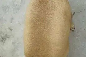 胖嘟嘟黄狗低头吃饭秒变奇异果，只是不敢看它抬头后的无辜眼神图片