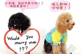 黑色泰迪求婚被拒，理由竟然这般哭笑不得，动物世界里的真爱图片