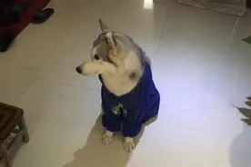 一只会装纯的哈士奇，我也是醉了！图片