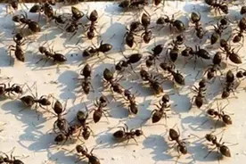 原以为所有的蚂蚁都是寻气味回家，想不到沙漠的蚂蚁竟然是这样的图片