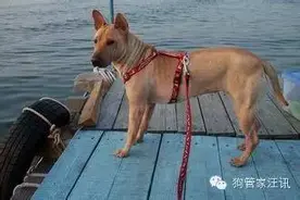 狗狗绝育，到底该不该？图片