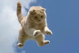 飞天猫~事实证明猫是会飞的~它其实是鸟类~图片